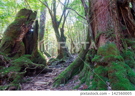 屋久島白谷雲水峽:祖先的遺產-屋久杉樹樁(秋季) 屋久島白谷雲水峽:祖先的遺產-屋久杉樹樁(秋季) 142560005