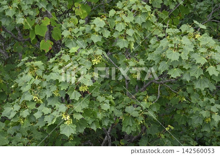 The samara and leaves of the Japanese maple (Picranopteris erythrosora), a maple tree that grows in the mountain forests of Hokkaido. 142560053