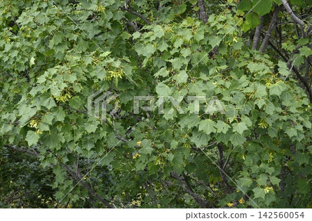 日本楓樹（Picranopteris erythrosora）的翅果和葉子，這種楓樹生長在北海道的山地森林中。 142560054