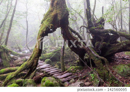 屋久島白谷雲水峽迷霧森林(秋季) 屋久島白谷雲水峽迷霧森林(秋季) 142560095