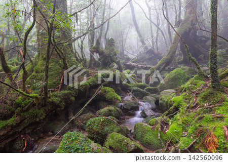 屋久島白谷雲水峽迷霧森林(秋季) 屋久島白谷雲水峽迷霧森林(秋季) 142560096
