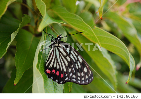 A resting Red-spotted Purple butterfly 142560160