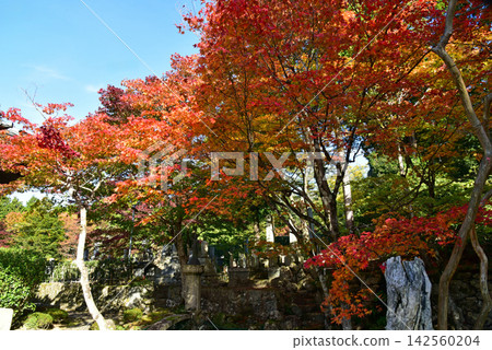 琵琶湖東部的秋景:印城寺 琵琶湖東部的秋景:印城寺 142560204