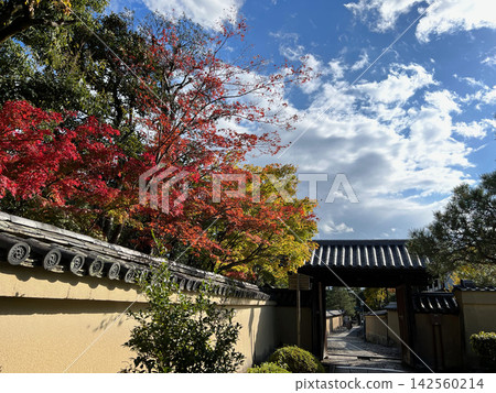 寺廟入口處,白牆白門,映襯著絢麗的秋葉和蔚藍的天空。 寺廟入口處,白牆白門,映襯著絢麗的秋葉和蔚藍的天空。 142560214