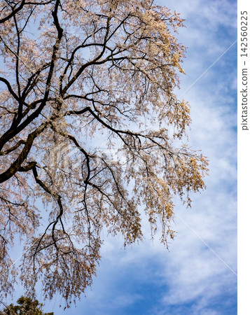 The cherry blossoms at Rikugien Garden, a Tokyo Metropolitan Park, are in full bloom under a clear blue sky. The cherry blossoms at Rikugien Garden, a Tokyo Metropolitan Park, are in full bloom under a clear blue sky. 142560225