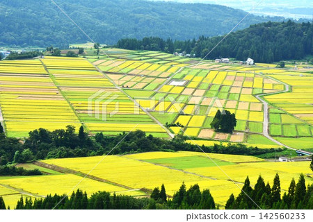 小千谷市池原鄉村的金色秋色。 小千谷市池原鄉村的金色秋色。 142560233