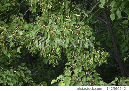 北海道落葉闊葉樹-大葉椴(Tilia maximowicziana)的果實和葉子。 北海道落葉闊葉樹-大葉椴(Tilia maximowicziana)的果實和葉子。 142560242