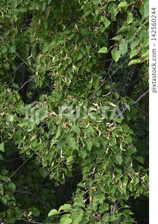 北海道落葉闊葉樹-大葉椴(Tilia maximowicziana)的果實和葉子。 北海道落葉闊葉樹-大葉椴(Tilia maximowicziana)的果實和葉子。 142560244