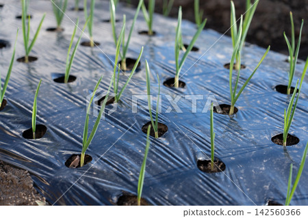 Garlic sprouts with a tendency towards disease, grown in a home garden (December) - Garlic cultivation Garlic sprouts with a tendency towards disease, grown in a home garden (December) - Garlic cultivation 142560366