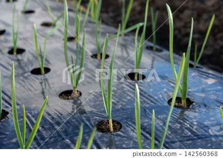 Garlic sprouts with a tendency towards disease, grown in a home garden (December) - Garlic cultivation Garlic sprouts with a tendency towards disease, grown in a home garden (December) - Garlic cultivation 142560368