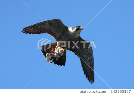 一隻遊隼正帶著食物餵養幼鳥 一隻遊隼正帶著食物餵養幼鳥 142560397