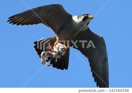 一隻遊隼正帶著食物餵養幼鳥 一隻遊隼正帶著食物餵養幼鳥 142560398