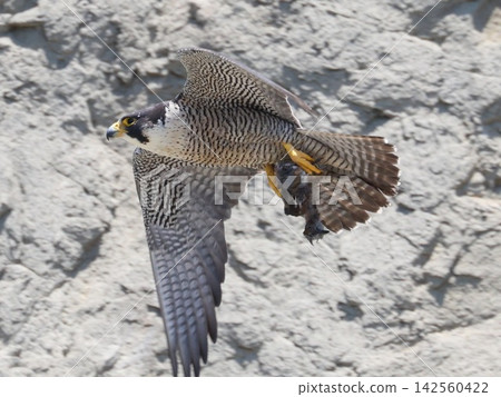 A peregrine falcon bringing food for its young A peregrine falcon bringing food for its young 142560422