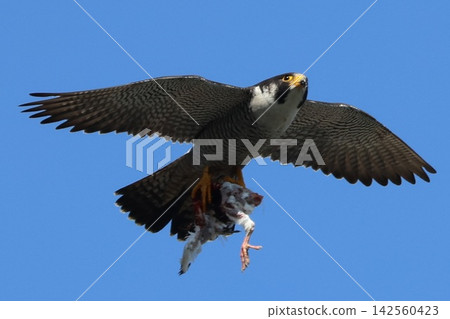 A peregrine falcon bringing food for its young A peregrine falcon bringing food for its young 142560423