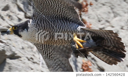 一隻遊隼正帶著食物餵養幼鳥 一隻遊隼正帶著食物餵養幼鳥 142560428