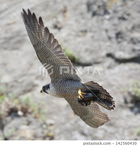 一隻遊隼正帶著食物餵養幼鳥 一隻遊隼正帶著食物餵養幼鳥 142560430