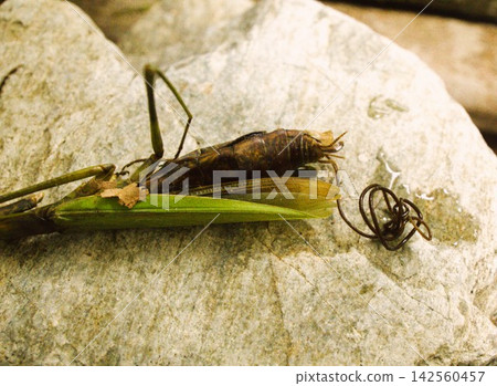 A praying mantis infested with horsehair worms A praying mantis infested with horsehair worms 142560457