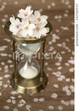 cherry blossom, spring, cherry tree 142560537