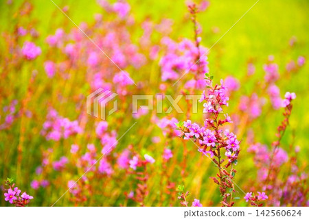 Miso Haigi Flower Miso Haigi Flower 142560624