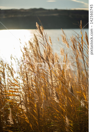Golden dry common reeds glow in sunlight along quiet lakeshore during late autumn season scenery Golden dry common reeds glow in sunlight along quiet lakeshore during late autumn season scenery 142560745
