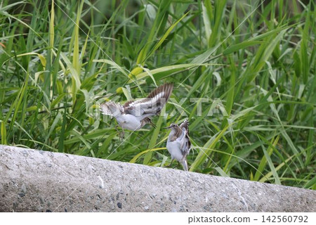The fight between sandpipers The fight between sandpipers 142560792