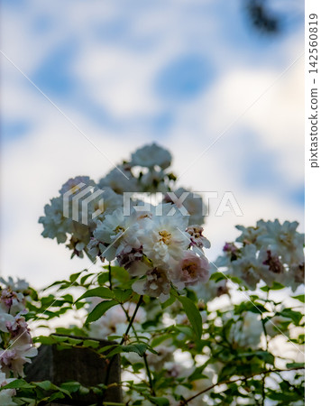 Roses blooming in a warm spring garden Roses blooming in a warm spring garden 142560819