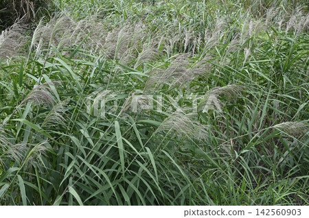 Flower spikes of reeds growing in clusters on the riverbank Flower spikes of reeds growing in clusters on the riverbank 142560903