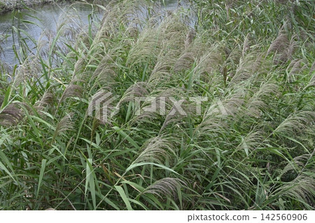 Flower spikes of reeds growing in clusters on the riverbank Flower spikes of reeds growing in clusters on the riverbank 142560906