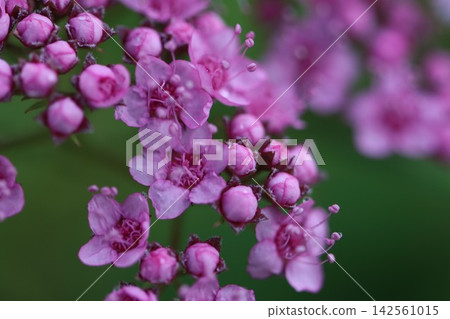 雨水浸濕的繡線菊花朵 142561015