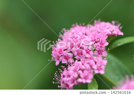 雨水浸濕的繡線菊花朵 雨水浸濕的繡線菊花朵 142561016