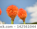 Blue sky and Tritoma flowers Blue sky and Tritoma flowers 142561044