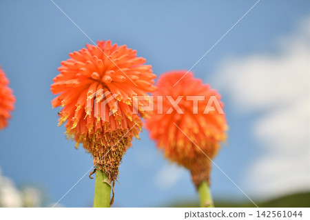 藍天和三葉草花 藍天和三葉草花 142561044