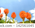 Blue sky and Tritoma flowers Blue sky and Tritoma flowers 142561045