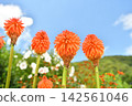 Blue sky and Tritoma flowers Blue sky and Tritoma flowers 142561046