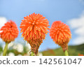 Blue sky and Tritoma flowers Blue sky and Tritoma flowers 142561047