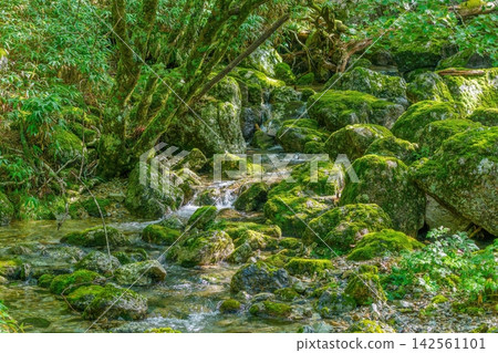 A beautiful early summer stream scene with moss-covered forests, clear streams, and lush green trees seen on Mt. Odaigahara. A beautiful early summer stream scene with moss-covered forests, clear streams, and lush green trees seen on Mt. Odaigahara. 142561101
