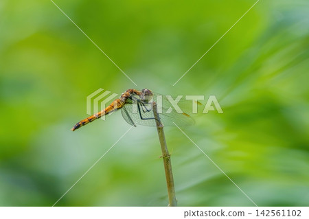 Macro photography of a dragonfly perched against a green background; close-ups of nature and insects. Macro photography of a dragonfly perched against a green background; close-ups of nature and insects. 142561102