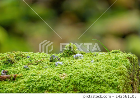 Macro photography of forest moss and new shoots: an image of ecology and the vitality of nature. (Copy space available) Macro photography of forest moss and new shoots: an image of ecology and the vitality of nature. (Copy space available) 142561103