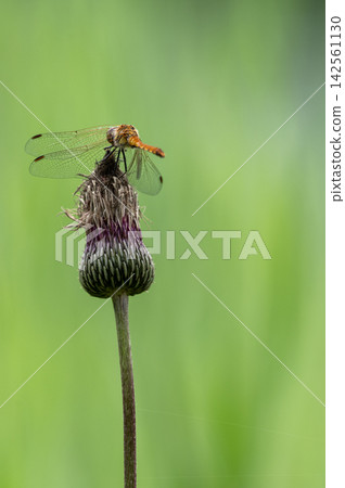 A red dragonfly perches on a withered thistle flower in summer. A red dragonfly perches on a withered thistle flower in summer. 142561130