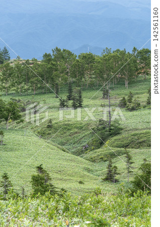 The vast green summer landscape of Shiga-Kusatsu Plateau and the bamboo grass fields and trees viewed from the observation deck along National Route 292. The vast green summer landscape of Shiga-Kusatsu Plateau and the bamboo grass fields and trees viewed from the observation deck along National Route 292. 142561160