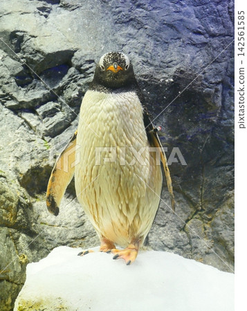 Penguins posing on a rock Penguins posing on a rock 142561585