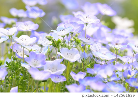 開花在春天花床上的 Nemophila 藍色花 開花在春天花床上的 Nemophila 藍色花 142561659