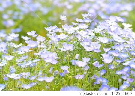 開花在春天花床上的 Nemophila 藍色花 142561660