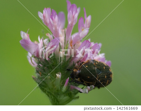 鯨科 鯨科 142561669