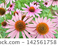 Echinacea flowers Echinacea flowers 142561758