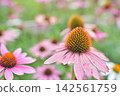 Echinacea flowers Echinacea flowers 142561759