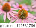 Echinacea flowers Echinacea flowers 142561760