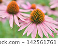 Echinacea flowers Echinacea flowers 142561761