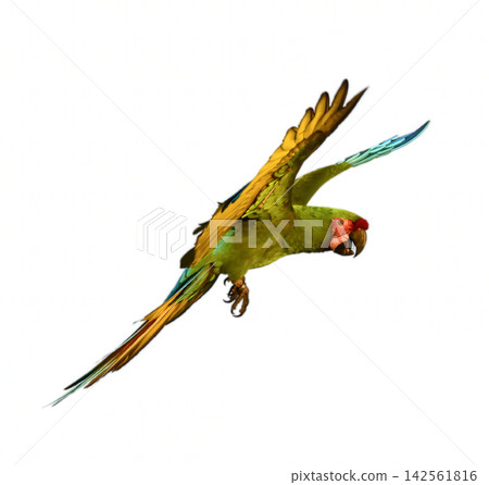 Parrot flying with colorful feathers and open beak in motion Parrot flying with colorful feathers and open beak in motion 142561816