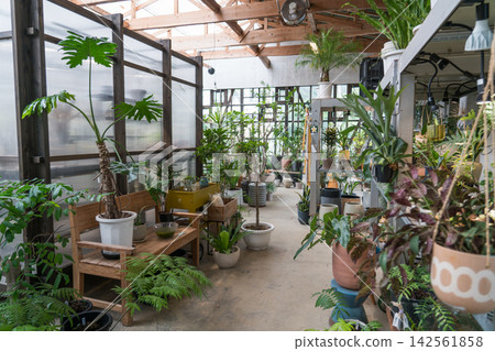 Hachijojima Botanical & Cafe DRACO 142561858